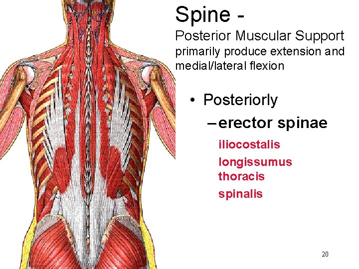 Spine Posterior Muscular Support primarily produce extension and medial/lateral flexion • Posteriorly – erector Spine Posterior Muscular Support primarily produce extension and medial/lateral flexion • Posteriorly – erector