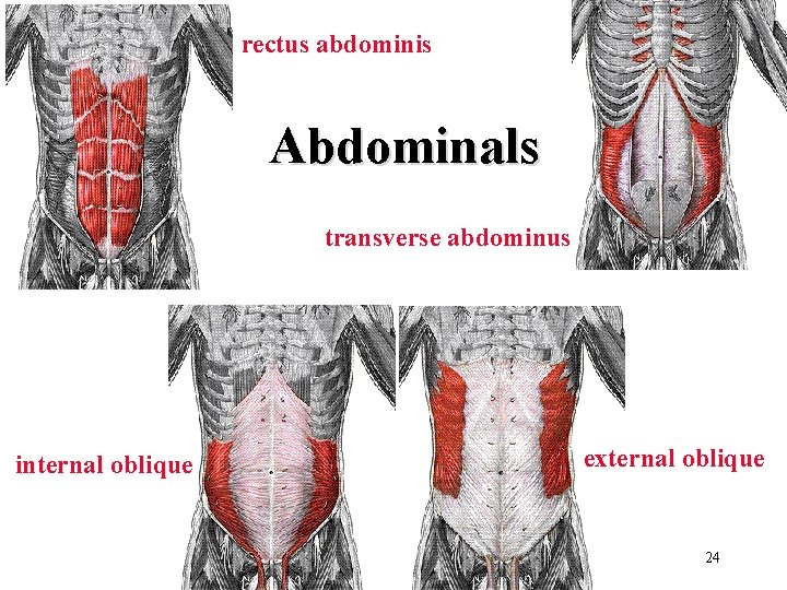 rectus abdominis Abdominals transverse abdominus internal oblique external oblique 24 rectus abdominis Abdominals transverse abdominus internal oblique external oblique 24