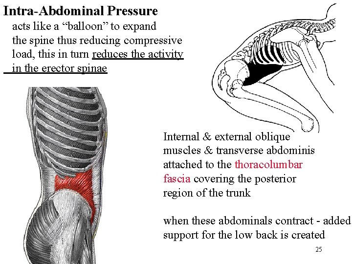 Intra-Abdominal Pressure acts like a “balloon” to expand the spine thus reducing compressive load,