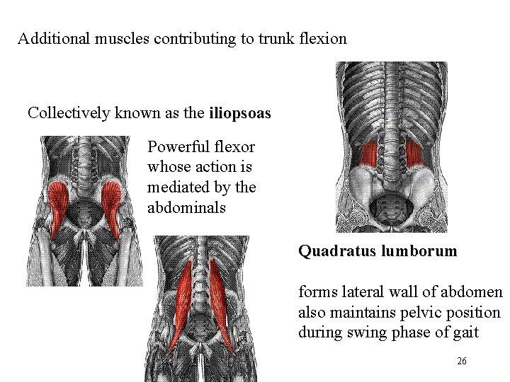 Additional muscles contributing to trunk flexion Collectively known as the iliopsoas Powerful flexor whose Additional muscles contributing to trunk flexion Collectively known as the iliopsoas Powerful flexor whose