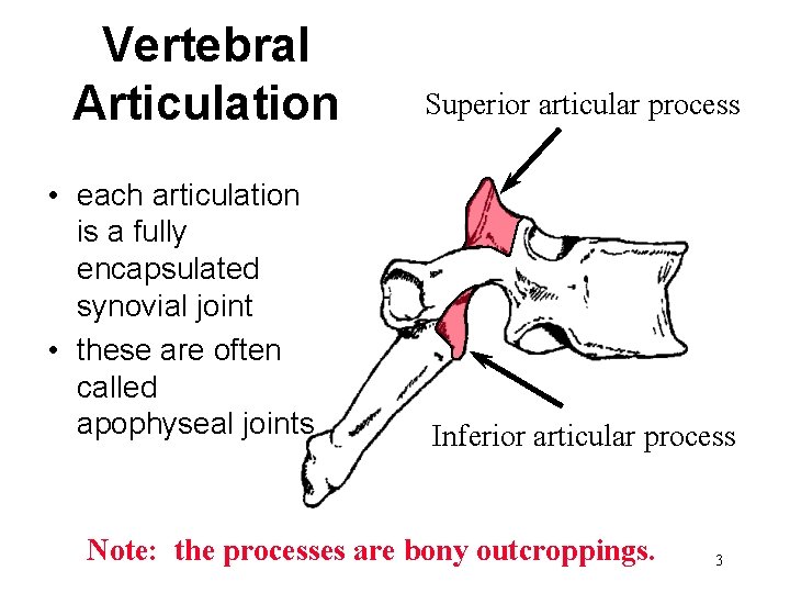 Vertebral Articulation • each articulation is a fully encapsulated synovial joint • these are