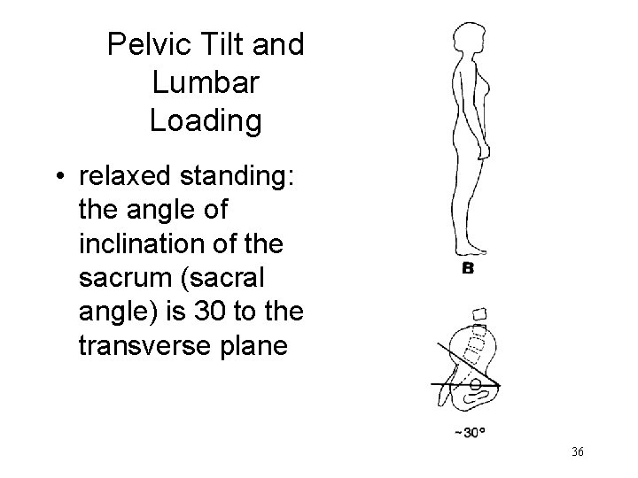 Pelvic Tilt and Lumbar Loading • relaxed standing: the angle of inclination of the