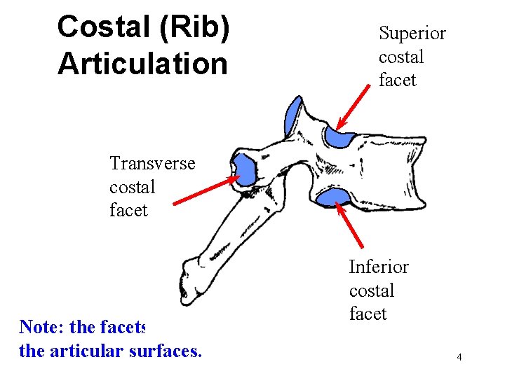 Costal (Rib) Articulation Superior costal facet Transverse costal facet Note: the facets are the Costal (Rib) Articulation Superior costal facet Transverse costal facet Note: the facets are the