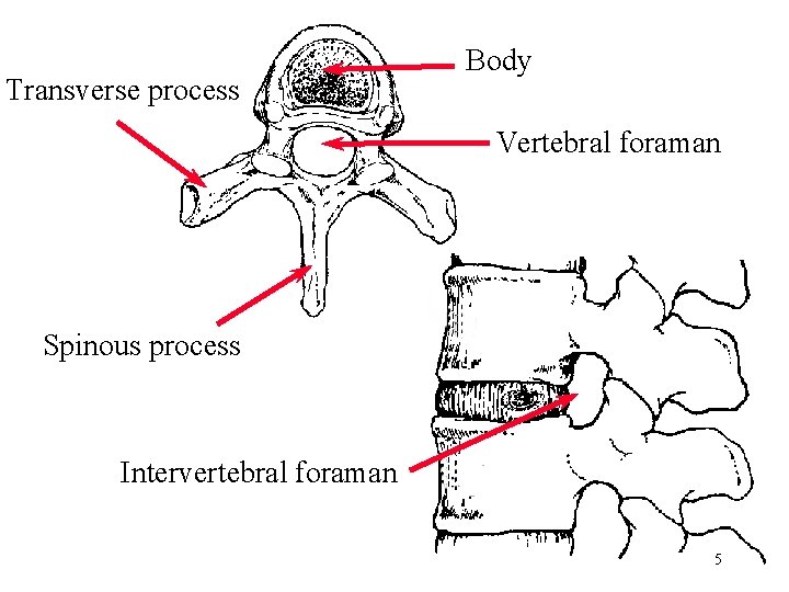 Transverse process Body Vertebral foraman Spinous process Intervertebral foraman 5 Transverse process Body Vertebral foraman Spinous process Intervertebral foraman 5