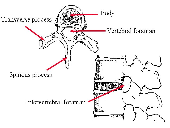 Transverse process Body Vertebral foraman Spinous process Intervertebral foraman 5 