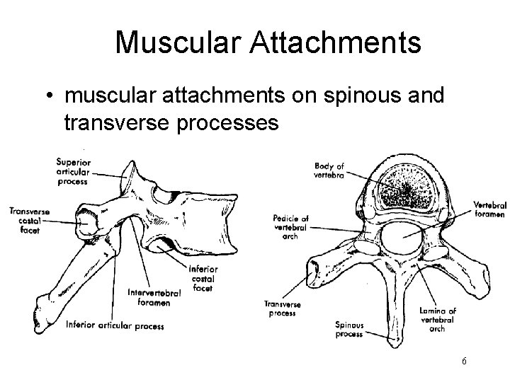 Muscular Attachments • muscular attachments on spinous and transverse processes 6 Muscular Attachments • muscular attachments on spinous and transverse processes 6