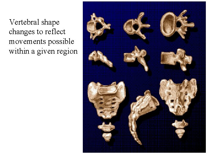 Vertebral shape changes to reflect movements possible within a given region 7 