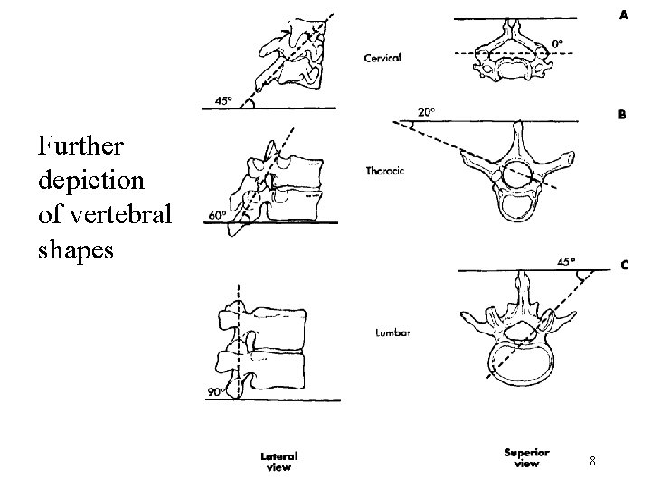 Further depiction of vertebral shapes 8 