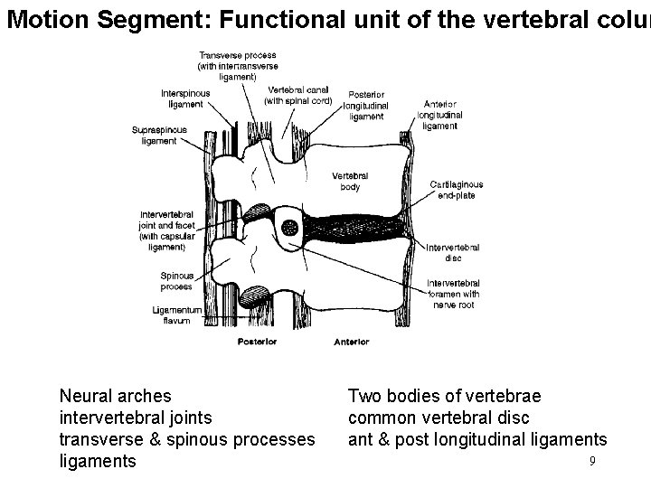 Motion Segment: Functional unit of the vertebral colum Neural arches intervertebral joints transverse &