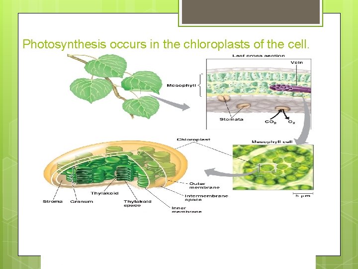 Photosynthesis occurs in the chloroplasts of the cell. 