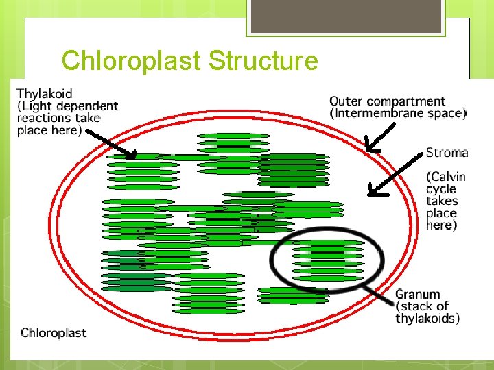 Chloroplast Structure 