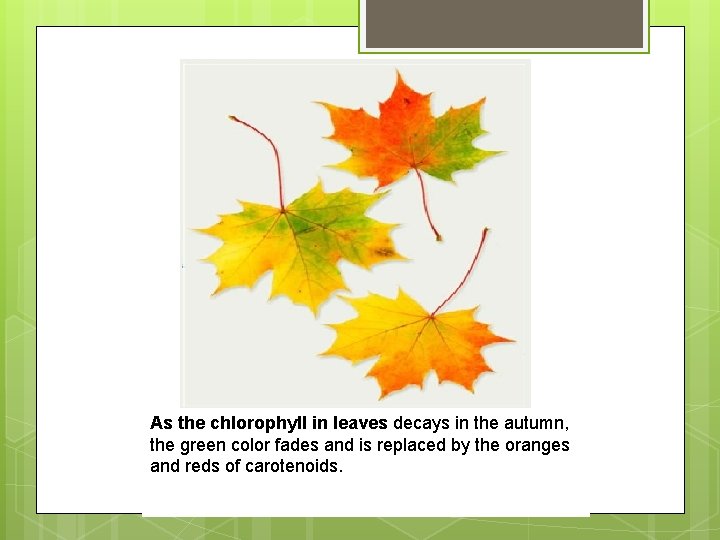 As the chlorophyll in leaves decays in the autumn, the green color fades and