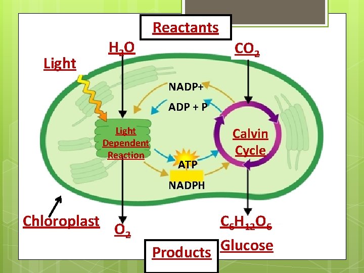 Light H 2 O Reactants CO 2 NADP+ ADP + P Light Dependent Reaction