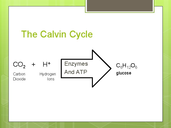 The Calvin Cycle CO 2 + Carbon Dioxide H+ Hydrogen Ions Enzymes And ATP