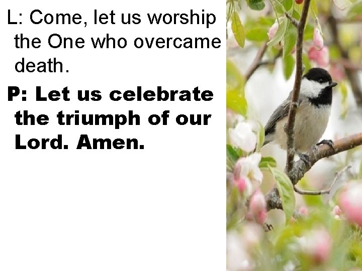 L: Come, let us worship the One who overcame death. P: Let us celebrate