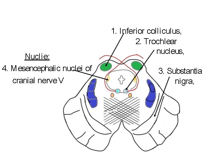 Nucl i e: 4. M esencephali c nuclei of cranial nerve V 1. I