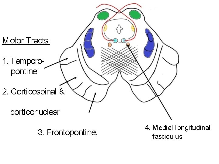 M otor Tracts: 1. Temporopontine 2. Corti cospinal & corti conuclear 3. Frontopontine, 4.