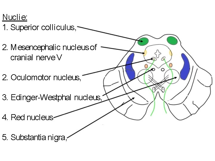 Nucl i e: 1. Superior coll i culus, 2. M esencephali c nucleus of