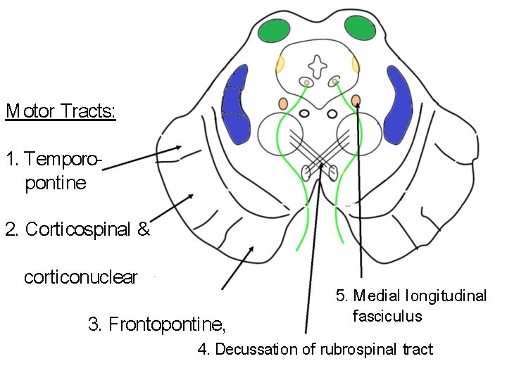 M otor Tracts: 1. Temporopontine 2. Corti cospinal & corti conuclear 3. Frontopontine, 5.