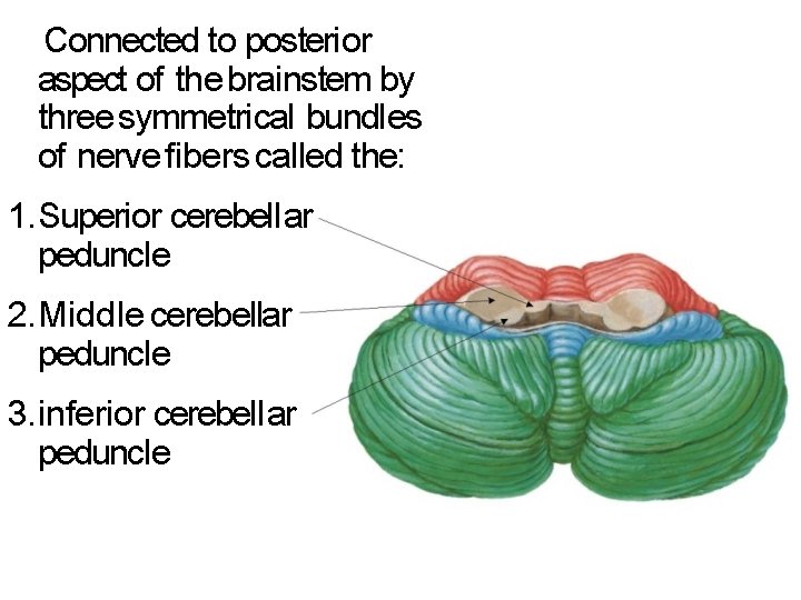 Connected to posterior aspect of the brainstem by three symmetrical bundles of nerve fibers