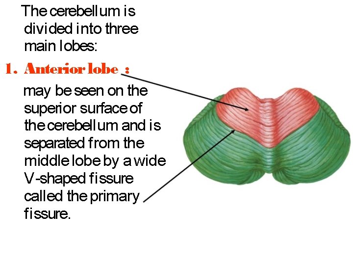 The cerebell um is divi ded i nto three main l obes: 1. Anterior