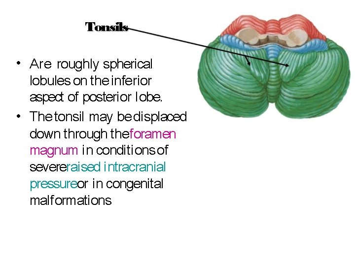 Tonsils • Are roughly spherical lobules on the inferior aspect of posterior l obe.