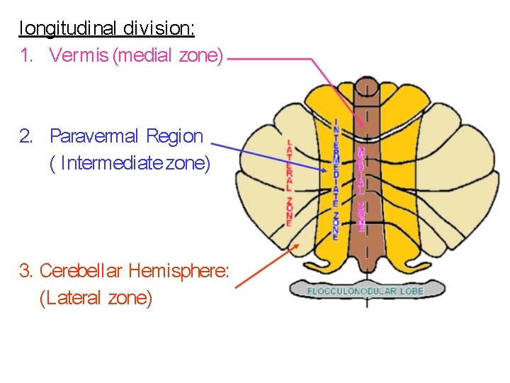 l ongi tudi nal di vi sion: 1. Vermis (medial zone) 2. Paravermal Region