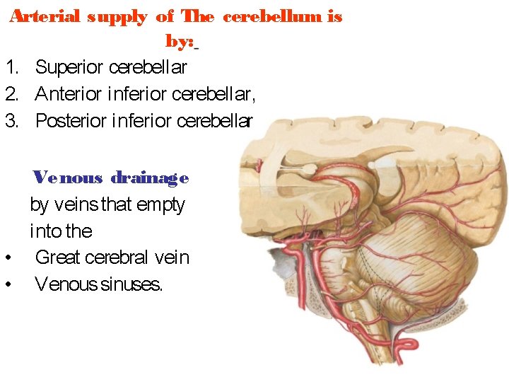 Arterial s upply of The cerebellum is by: 1. Superior cerebell ar 2. A