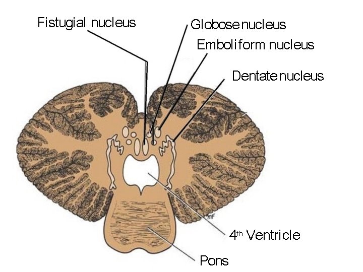 Fi stugial nucleus Globose nucleus Emboli f orm nucleus Dentate nucleus 4 th Ventri