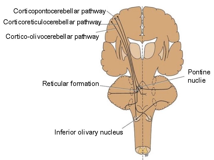 Corti copontocerebell ar pathway Corti coreticulocerebell ar pathway Corti co-oli vocerebell ar pathway Reticular
