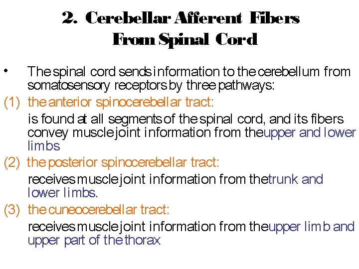 2. Cerebellar Afferent Fibers From Spinal Cord • The spinal cord sends i nformation