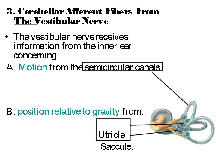 3. Cerebellar Afferent Fibers From The Vestibular Nerv e • The vestibular nerve receives
