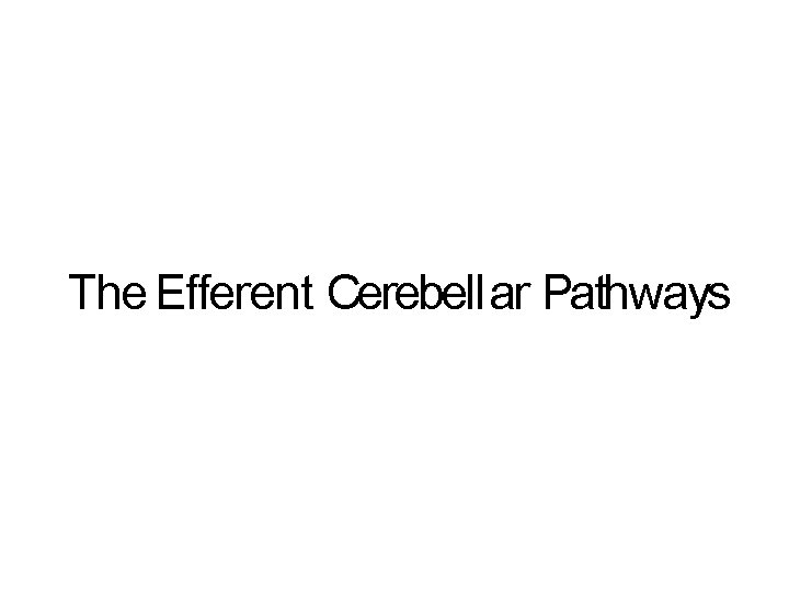 The Efferent Cerebell ar Pathways 