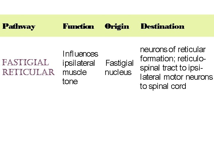 Pathway Function Origin Destination neurons of reticular I nfl uences f ormation; reticulofasti. Gial