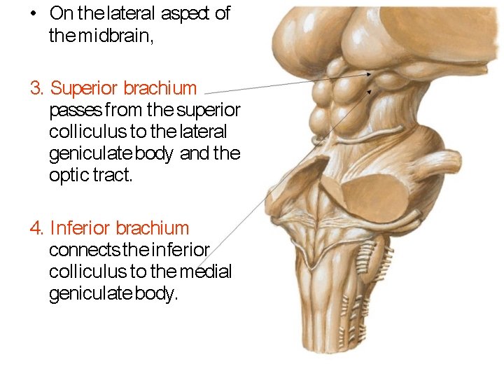  • On the lateral aspect of the midbrain, 3. Superior brachium passes f