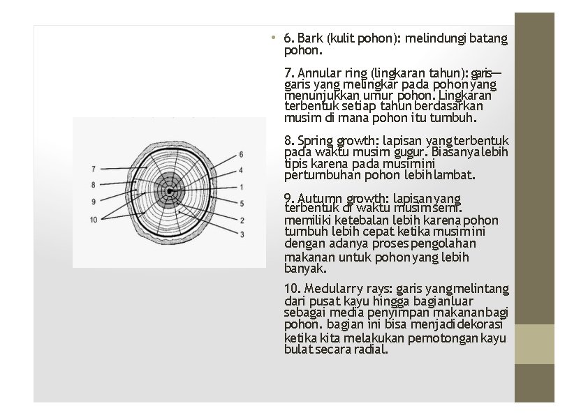  • 6. Bark (kulit pohon): melindungi batang pohon. 7. Annular ring (lingkaran tahun):