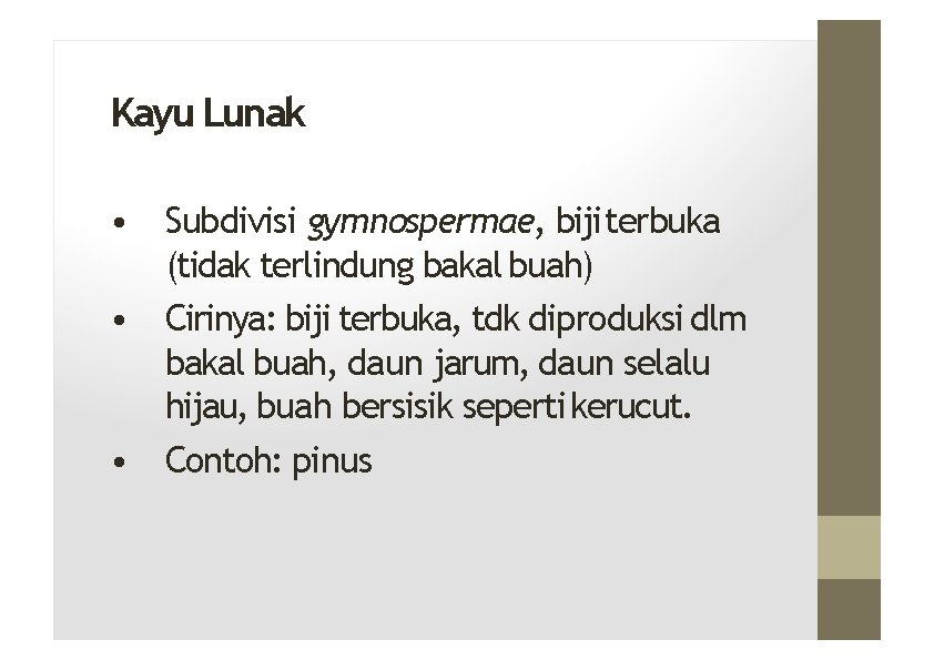 Kayu Lunak • Subdivisi gymnospermae, biji terbuka (tidak terlindung bakal buah) • Cirinya: biji