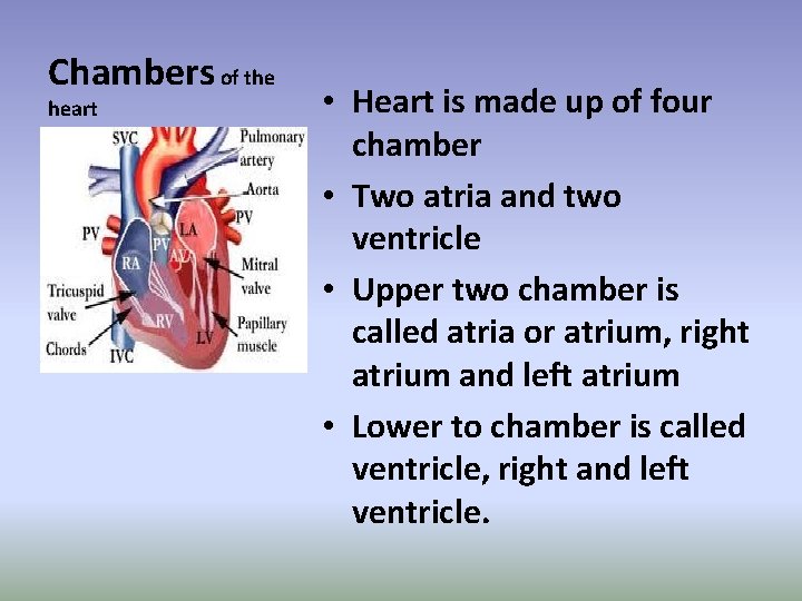 Chambers of the heart • Heart is made up of four chamber • Two