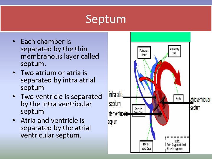 Septum • Each chamber is separated by the thin membranous layer called septum. • Septum • Each chamber is separated by the thin membranous layer called septum. •