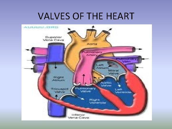 VALVES OF THE HEART 