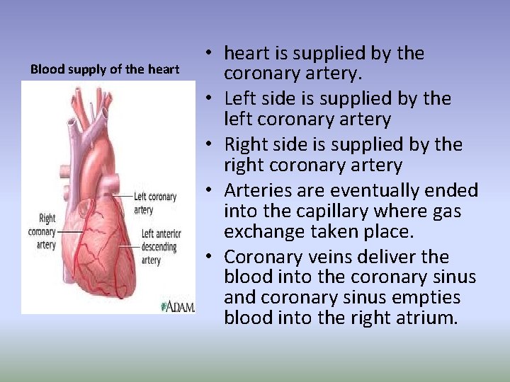 Blood supply of the heart • heart is supplied by the coronary artery. • Blood supply of the heart • heart is supplied by the coronary artery. •