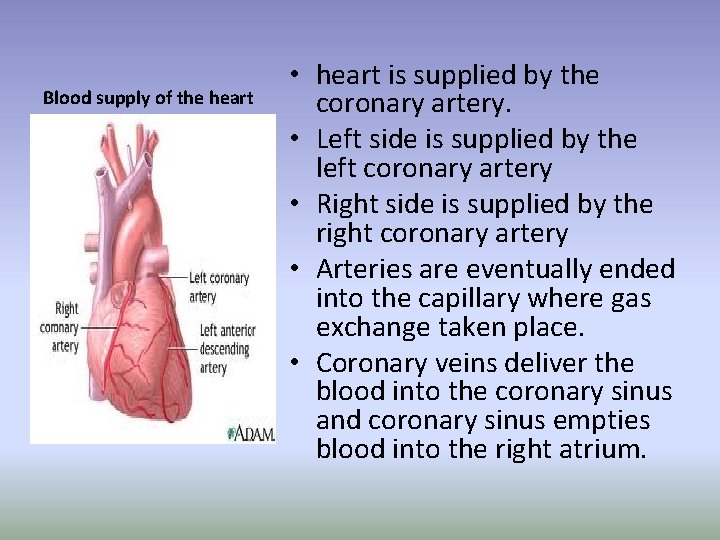 Blood supply of the heart • heart is supplied by the coronary artery. •