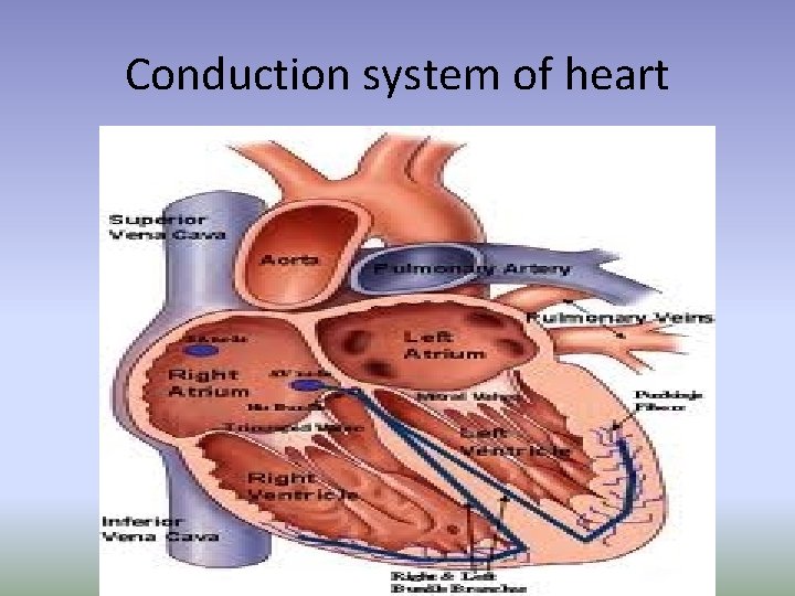Conduction system of heart Conduction system of heart
