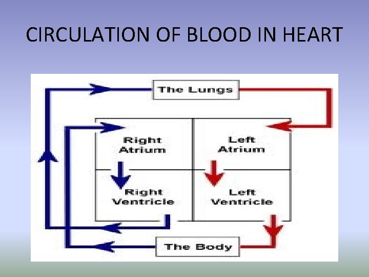 CIRCULATION OF BLOOD IN HEART 