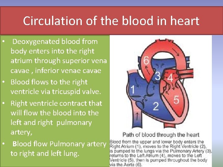 Circulation of the blood in heart • Deoxygenated blood from body enters into the