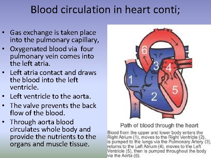 Blood circulation in heart conti; • Gas exchange is taken place into the pulmonary