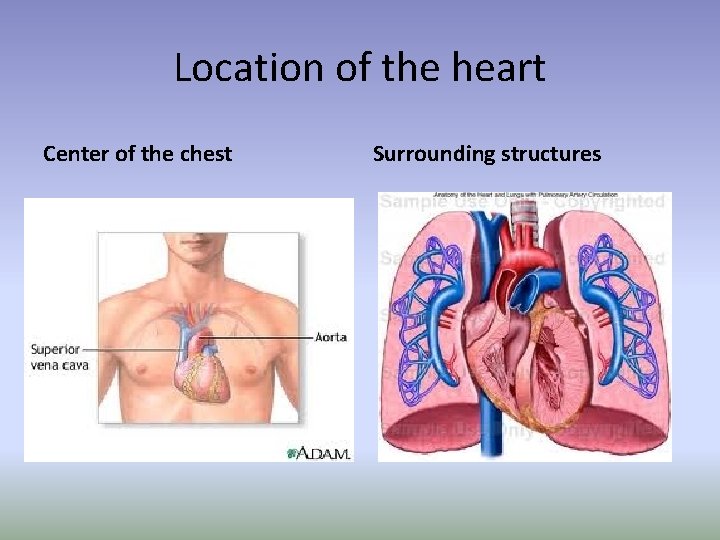 Location of the heart Center of the chest Surrounding structures Location of the heart Center of the chest Surrounding structures