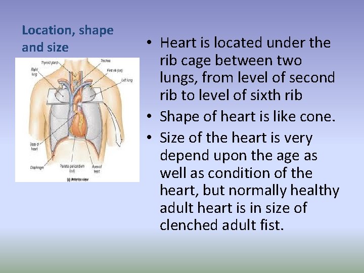 Location, shape and size • Heart is located under the rib cage between two