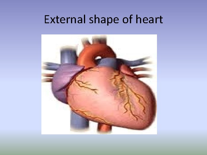 External shape of heart 