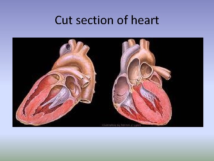 Cut section of heart 